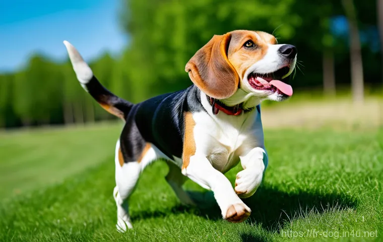 비글과 바셋 하운드의 차이 - An energetic and joyful Beagle, with a tri-color coat (black, white, and tan), caught mid-pounce dur...