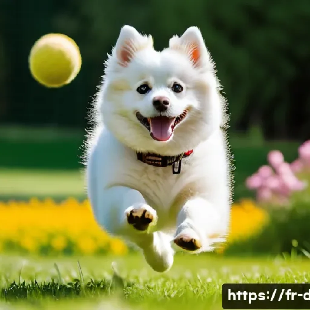 아메리칸 에스키모 독의 훈련법 - A lively American Eskimo Dog wearing a stylish collar, energetically playing fetch in a lush green p...