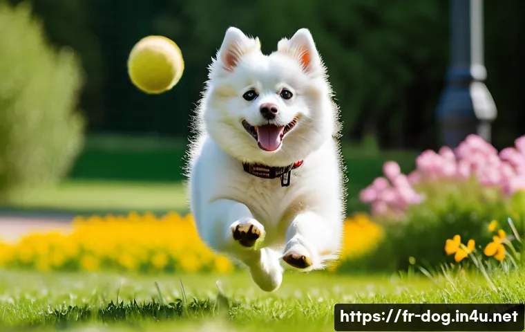 아메리칸 에스키모 독의 훈련법 - A lively American Eskimo Dog wearing a stylish collar, energetically playing fetch in a lush green p...