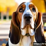 Home 22 바셋 하운드와 비글의 차이점 - A detailed portrait of a Basset Hound standing in a serene urban park setting during autumn, showcas...