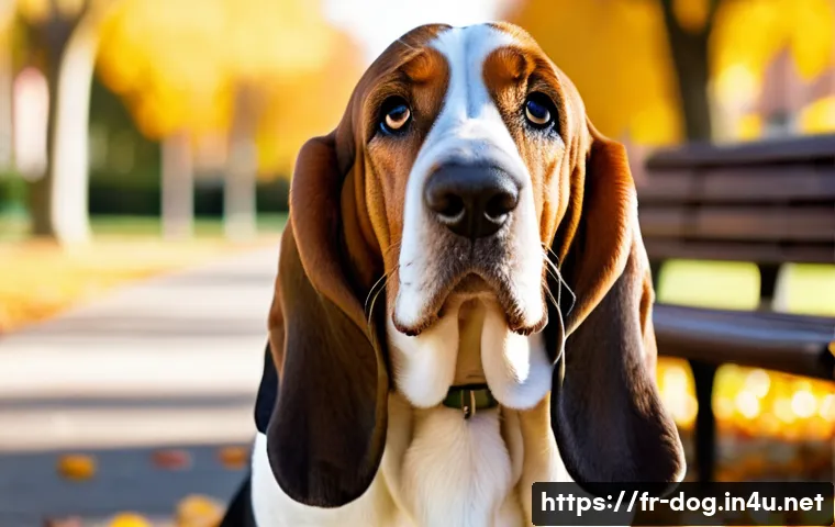 바셋 하운드와 비글의 차이점 - A detailed portrait of a Basset Hound standing in a serene urban park setting during autumn, showcas...
