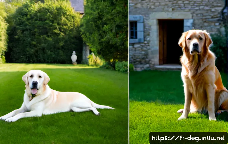 래브라도 리트리버와 골든 리트리버 비교 - Photorealistic side-by-side comparison portrait of an adult Labrador Retriever and an adult Golden R...